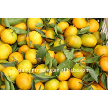 Mandarine chinoise